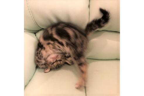 成約済の大阪府のアメリカンショートヘア-5546の3枚目